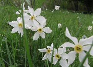Festa del Narciso