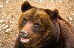 Orso bruno marsicano
