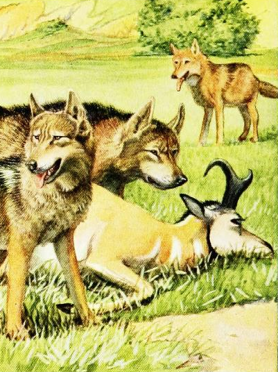 The_book_of_dogs_(1919)_Timber_wolf_and_coyote definitiva