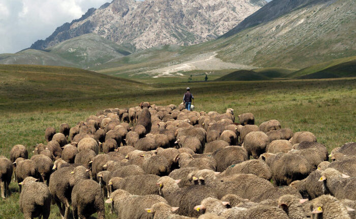 Camminare la storia: lungo i tratturi della transumanza