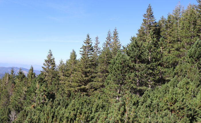 L’Abetina di Rosello, primo Bosco Vetusto d’Italia