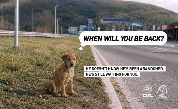 SdP and LNDC Animal Protection Join Forces Against Animal Abandonment